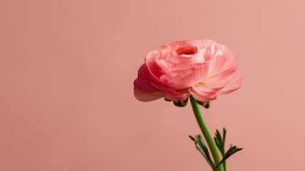 A single pink ranunculus flower with multiple overlapping petals set against a solid pinkish background,