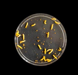 Live larvae in motion, removed from the rare and successful fruit. Wild fruits of the Cerrado bacupari, or bacuparizão, Garcinia gardneriana, Tontelea micrantha, Capiruçu. Edible and very tasty fruit.