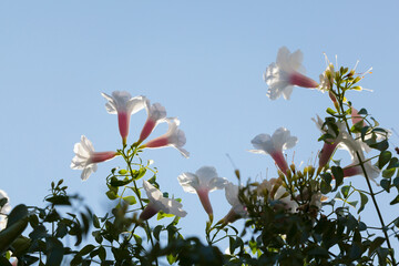 Bower vine flowers