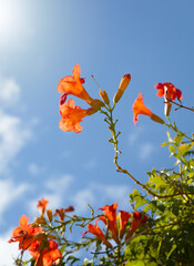Bignonia capreolata flowers