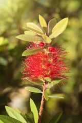 Crimson bottlebrush flower
