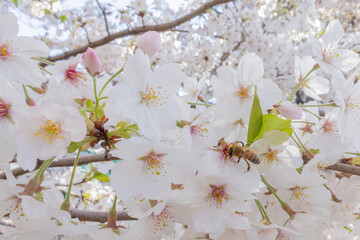 Honeybee collecting nectar on cherry blossoms in spring