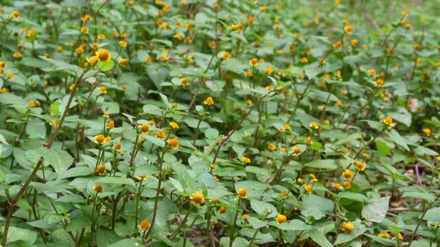 Akarkara plant and flowers