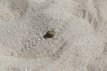 Single seashell on textured sandy beach surface
