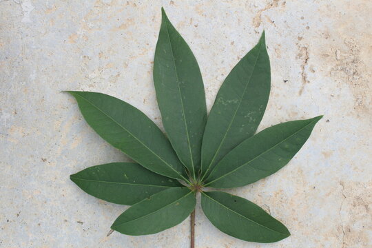 Ceiba pentandra leaf.for botany, herbal studies, biodiversity, nature education, or eco themed designs