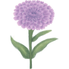 Zinnia flower illustration in vector style with clean line art and soft pastel colors, isolated on transparent background, perfect for floral design, wedding decoration, branding, and digital products