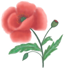 Minimalist poppy flower illustration in soft pastel tones, clean line art style, elegant and modern floral design for digital download, print, and creative projects.