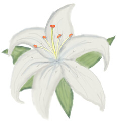 Minimal tulip flower illustration in soft pink tone, modern flat vector style with clean line art. Perfect for spring design, floral decoration, botanical artwork, social media content, packaging, bra