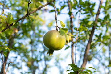 Pomegranate fruits on the branches