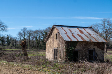 Rusted tin roofed house with ivy growing on it