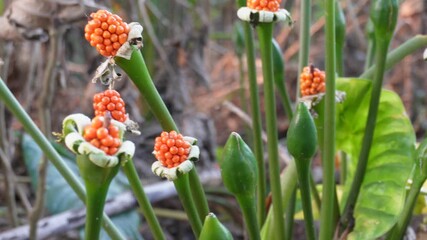 orange red berries of the Arum plant - Powered by Adobe