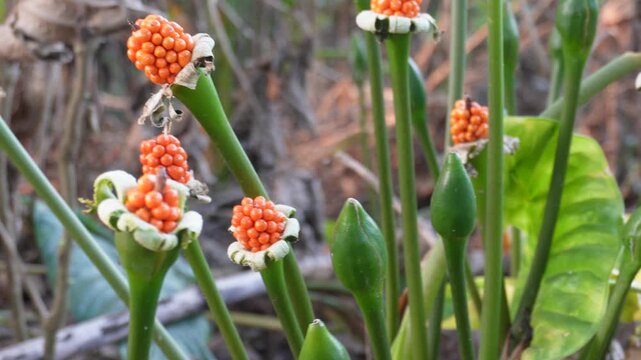orange red berries of the Arum plant