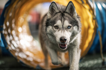 A husky confidently navigates through a tunnel while climbing a platform in a modern indoor dog training space, focusing on fitness and rehabilitation exercises