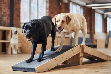 Two Labradors are happily playing and balancing on ramps in a large, bright dog training room, engaging in physical activity and strengthening their skills together