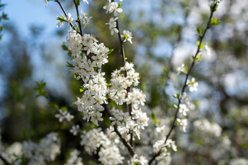 Obraz premium Spring Blossoms on a Branch in Full Bloom