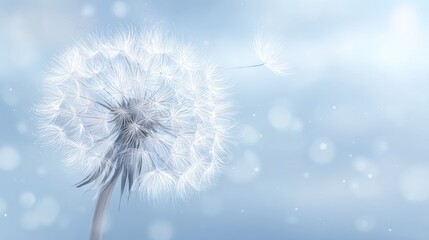 Obraz premium Dandelion seed head against a soft blue sky background with bokeh