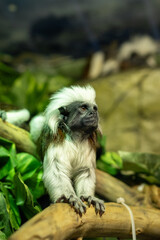 Small Monkey Perched on a Branch Surrounded by Lush Greenery, Showcasing Its Unique White Fur and Expressive Face in a Vibrant Habitat