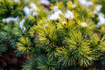 Pine tree Pinus mugo close up. Evergreen coniferous shrubsk, covered with snow. Nature beautiful wallpaper and background