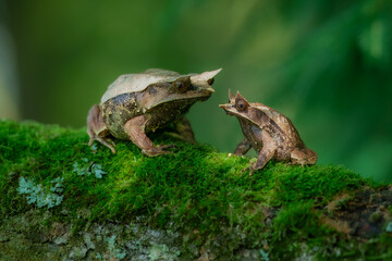 Long-nosed horned frog, also known as the Malayan horned frog or Malayan leaf frog is a species of frog restricted to the rainforest areas. Pelobatrachus nasutus.