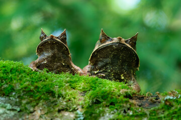 Long-nosed horned frog, also known as the Malayan horned frog or Malayan leaf frog is a species of frog restricted to the rainforest areas. Pelobatrachus nasutus.