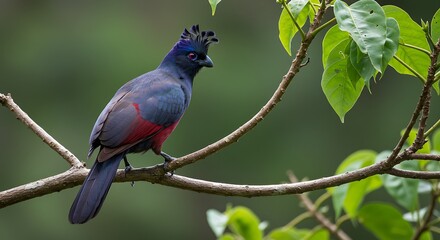 Vibrant Crested Bird Perched on a Branch in a Lush Green Forest.