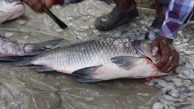 person scaling a large freshwater large Catla fish  