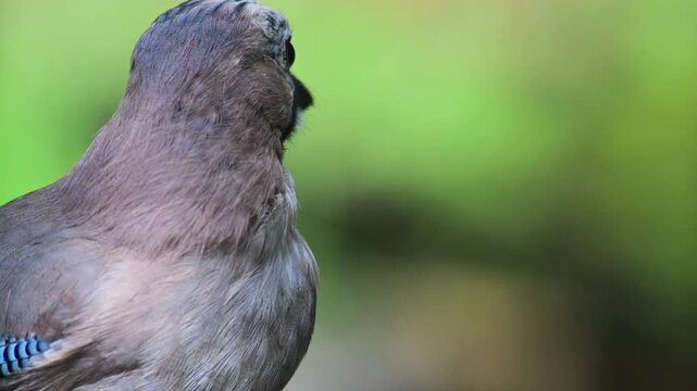 Eurasian jay, Garrulus glandarius, close up, on a brunch, bird, Vercelli, Italy