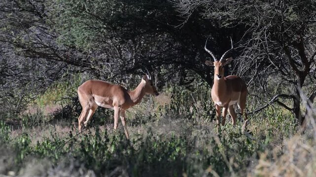 impala,  Aepyceros melampus, mammal, male,  Okonjima nature reserve,  Namibia