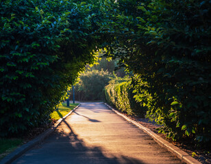 Sunlit path through a leafy archway. Serene and inviting, evokes nature, peace, and journeys. Ideal for travel, landscaping, or inspirational content.