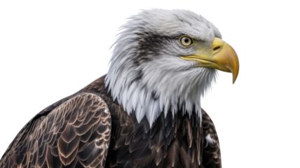 Majestic bald eagle portrait looking right, symbol of freedom.