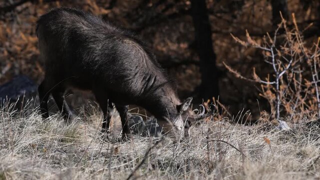 Rupicapra rupicapra, chamois, fall, AUTUMN, search for food, close-up, Gran Paradiso National Park, Cogne, Valnontey, Valle d'Aosta, Italy, no people,