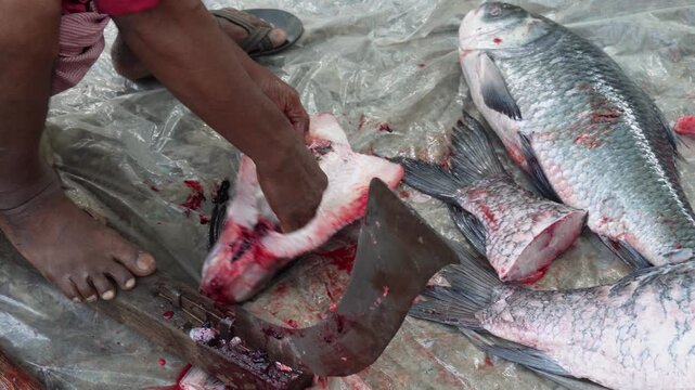 process of cutting a large Catla fish