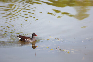 A Black Waterfowl With A Red Beak (Gallinula Chloropus) Floating On A Pond. Wildlife Photography In A Natural Habitat.
