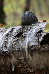 Close Up Of A Dark Canker Or Fungus On White Birch Bark. Texture Of Wood Decay And Forest Disease.
