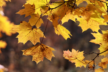 Translucent Yellow And Orange Maple Leaves Glowing In Sunlight. The Dark Forest Background Highlights The Autumn Colors.