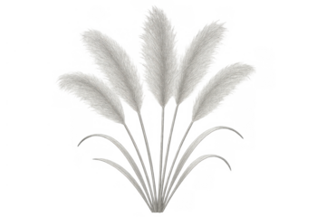 Tall fluffy pampas grass plumes with feathery texture, an ornamental herb suitable for decoration, isolated on transparent background