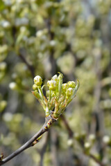 Japanese pear branch with flower buds - Latin name - Pyrus pyrifolia Hosui