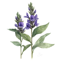 watercolor of Sage Flower illustration, isolated on a white background.
