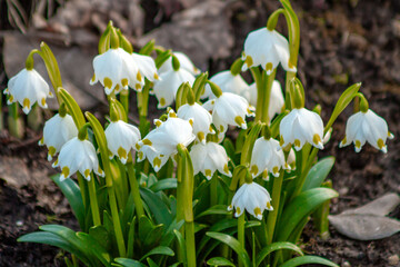 Fototapeta premium A cluster of delicate white snowflake-shaped spring flowers (Leucojum) blooms in the garden in early spring. Fresh green stems, delicate petals, and natural seasonal.