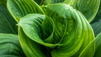 Close-up of lush, verdant plant foliage, showing detailed textures and forms