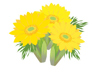 福寿草のイラスト（Adonis）