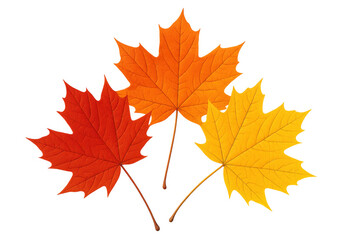 Fototapeta premium Autumn maple leaves falling, showcasing vibrant red, orange, and yellow colors with a transparent background