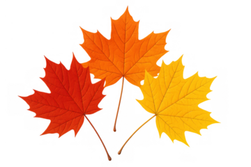 Autumn maple leaves falling, showcasing vibrant red, orange, and yellow colors with a transparent background