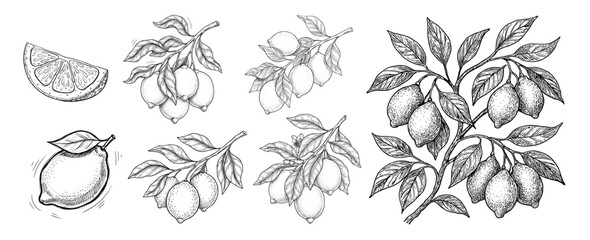 Set of detailed black and white line art illustrations of lemon branches and slices