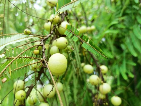 Indian gooseberry, commonly known as Amla in India 