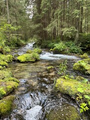 Fresh forest stream running over mossy rocks through dense green woodland.