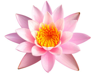 Fototapeta premium Pink Waterlily Lotus Bloom Fully Opened, Top-Down View, Isolated PNG