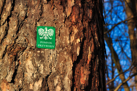 Rezerwat Przyrody "Nad Groblą" (Park Krajobrazowy "Chełmy").Zbliżenie kory drzewa ze znakiem pomnika przyrody w naturalnym otoczeniu.