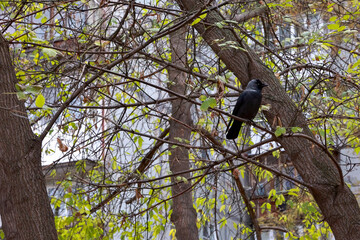 A Dark Bird (Corvus Monedula) Perched On Tangled Branches Without Leaves. Urban Wildlife Photography With A Building In The Background.