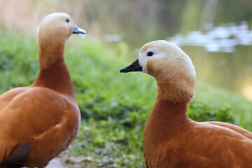 Two Bright Orange Ducks (Tadorna Ferruginea) Near Water. Focus On The Head Of The Bird In The Foreground.